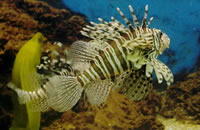 网页攻击器教程